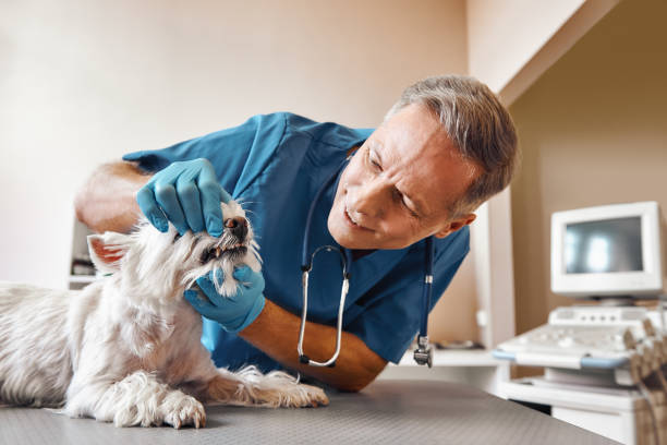 Best After-Hours Dental Care in Smithfield, UT